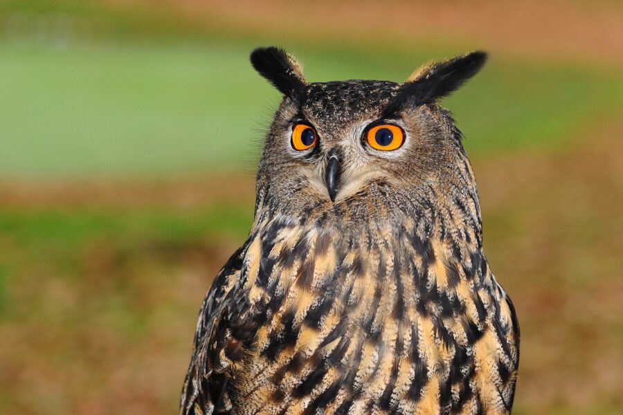 european eagle owl, owl, bird of prey