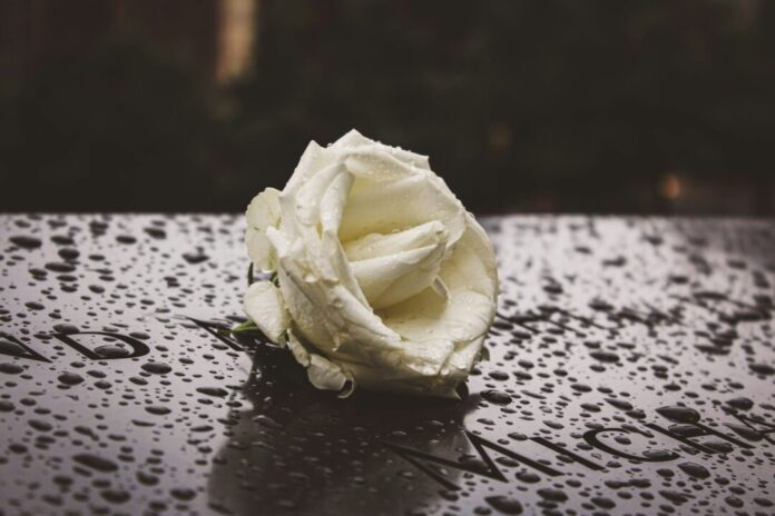 a white rose sitting on top of a wet table