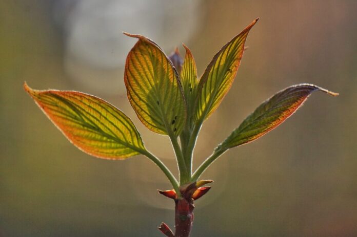 bud, leaf, tree